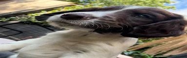 English Springer Spaniel 3