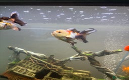 Goldfish fish for sale: Oranda goldfish  - Image 14