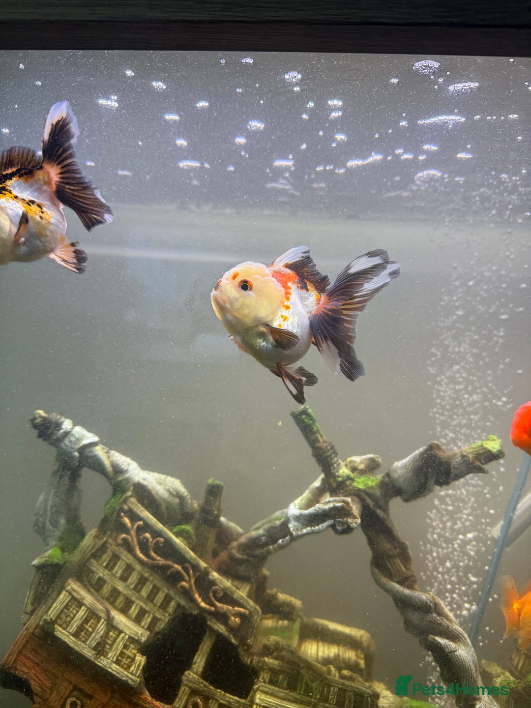 Goldfish fish for sale: Oranda goldfish  - Image 14