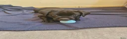 Labrador Retriever dogs for sale: Labrador black boy left!!! Red collar!!! - Advert 5