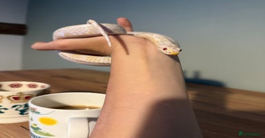 Corn Snake reptiles - Advert 7