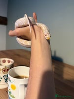 Corn Snake reptiles Female snow corn snake for sale, Viv is available - Advert 2