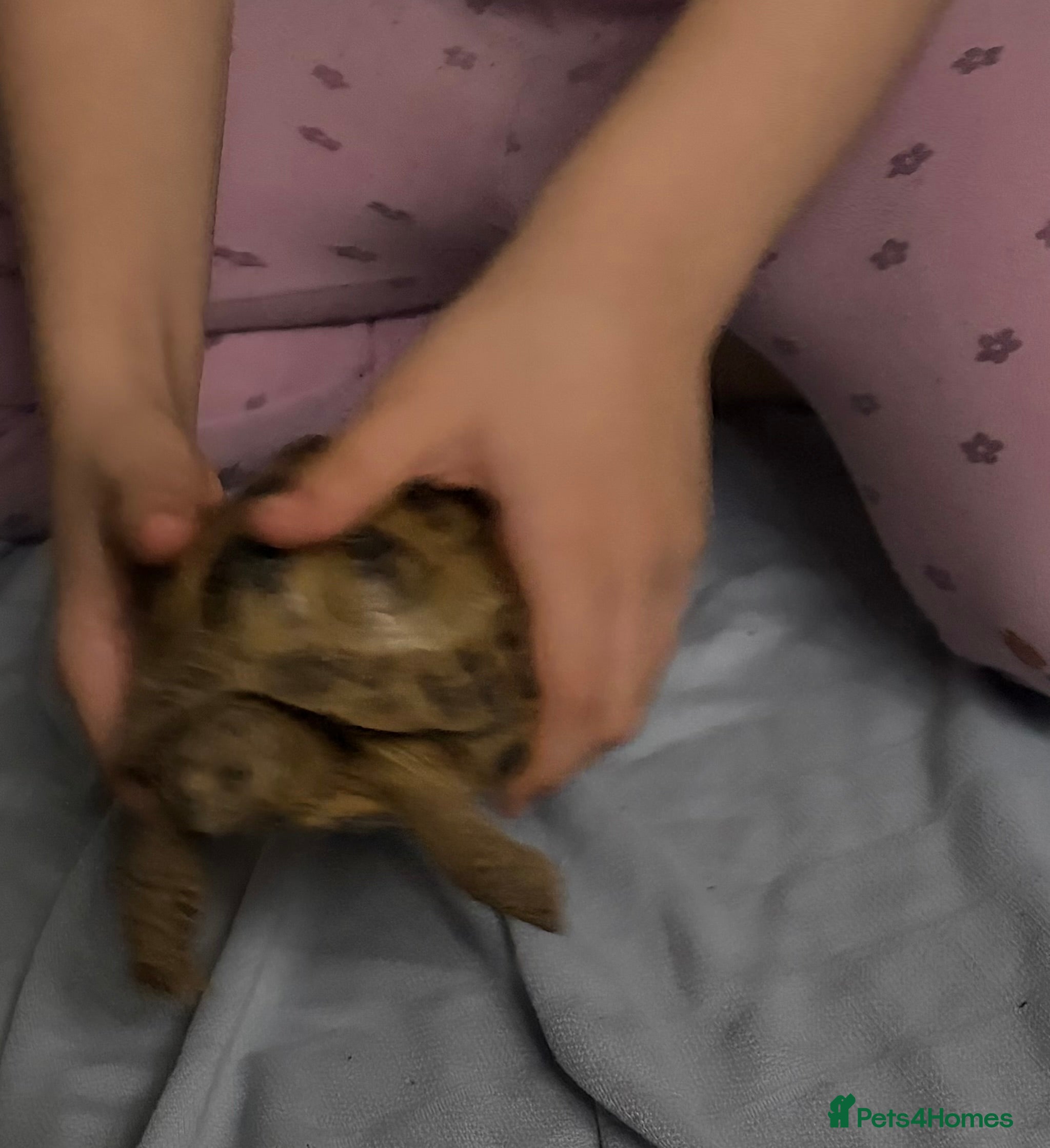 Tortoise reptiles Horsefield tortoise  - Advert 4