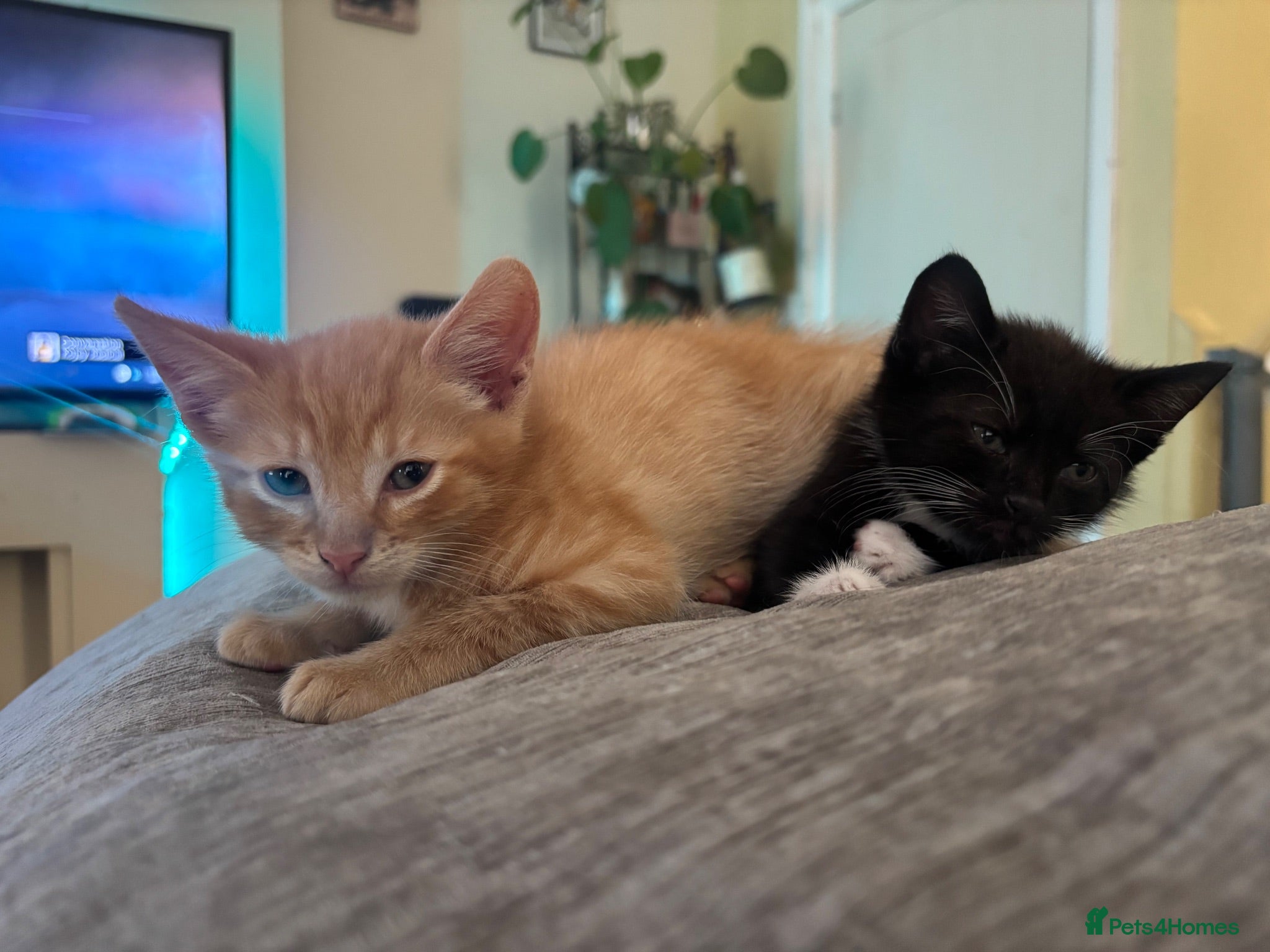 British Shorthair cats Beautiful kittens - Advert 11
