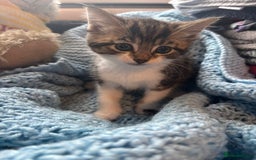 Mixed Breed cats for sale: Mixed breed 6 kittens  - Image 3