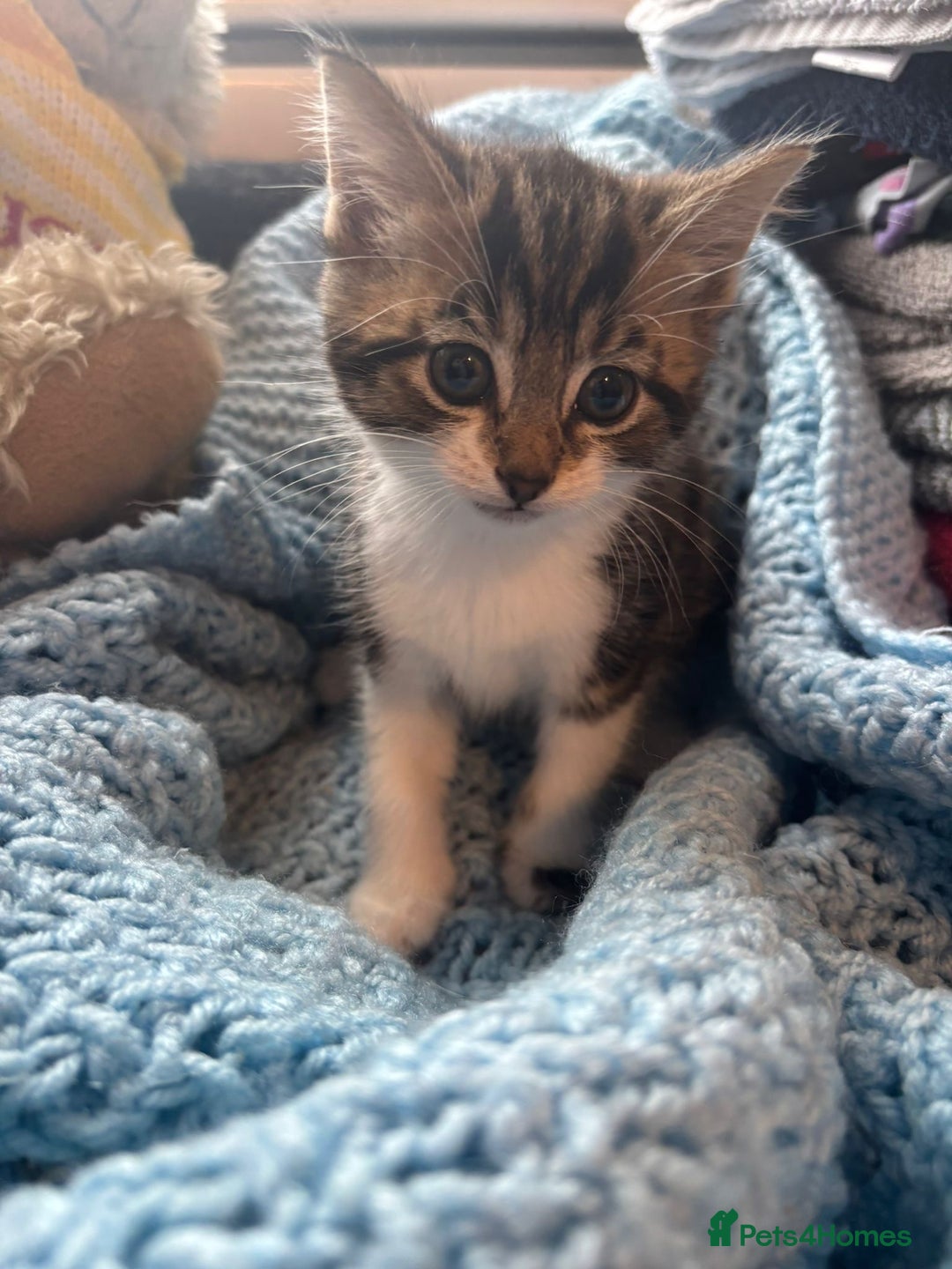 Mixed Breed cats for sale: Mixed breed 6 kittens  - Image 3