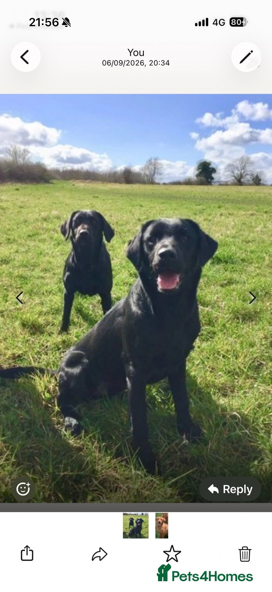 Labrador Retriever dogs Beautiful Kc DNA clear working line labs  - Advert 2