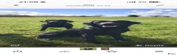 Labrador Retriever dogs for sale: Beautiful Kc DNA clear working line labs  - Advert 3