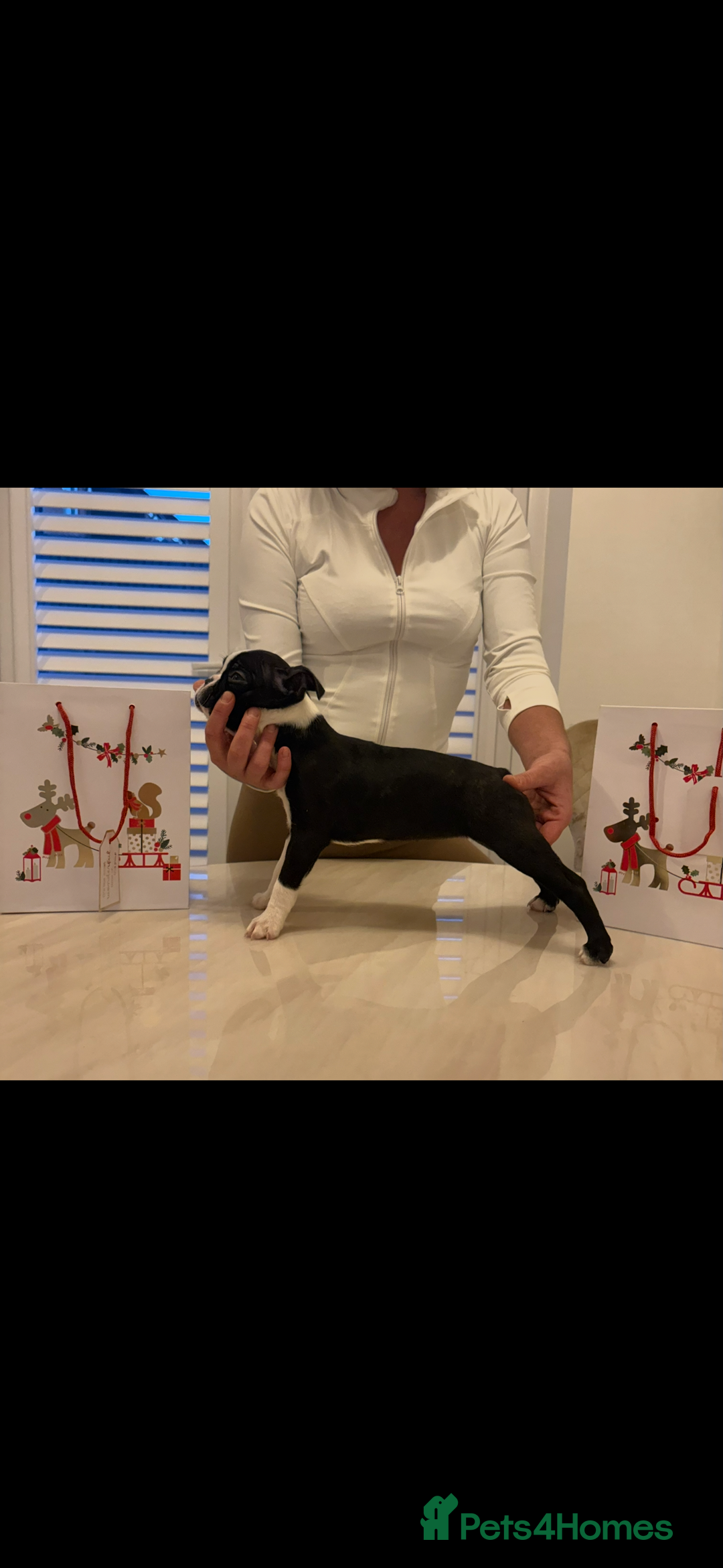 Boston Terrier dogs for sale: My last girl Boston terrier. Brindle and white  - Advert 2