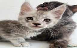 Maine Coon cats for sale: Maine Coon boy male TICA pedigree shaded  - Image 9