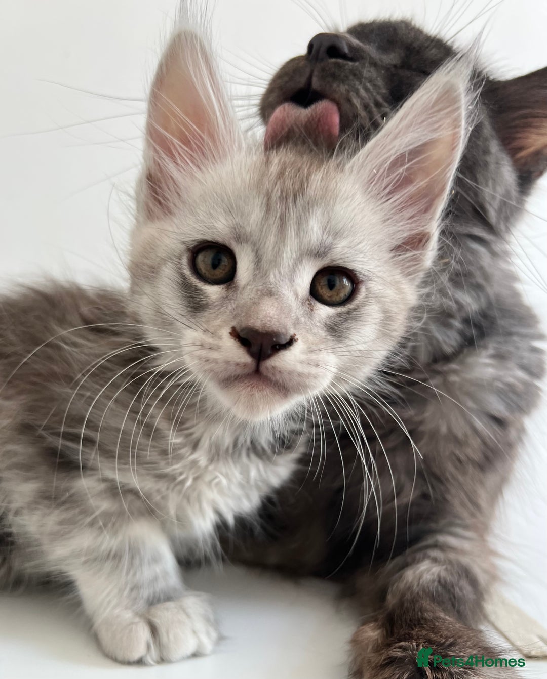 Maine Coon cats for sale: Maine Coon boy male TICA pedigree shaded  - Image 9