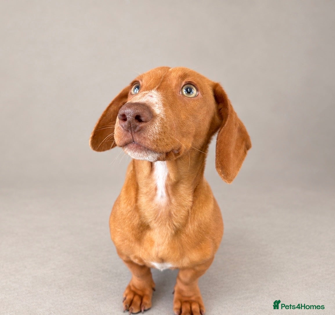 Miniature Dachshund dogs Kc Registered MIniature Dachshund - Advert 5