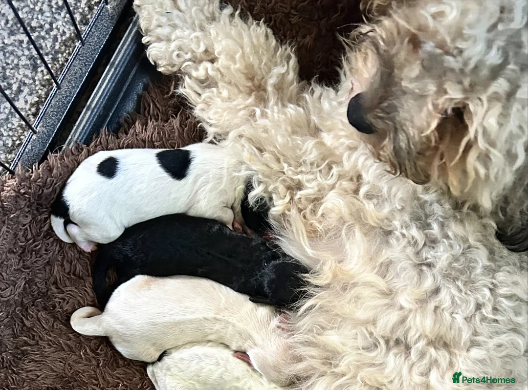Mixed Breed dogs for sale: Ready Now Shihpoo X Sproodle in Birmingham - Advert 8