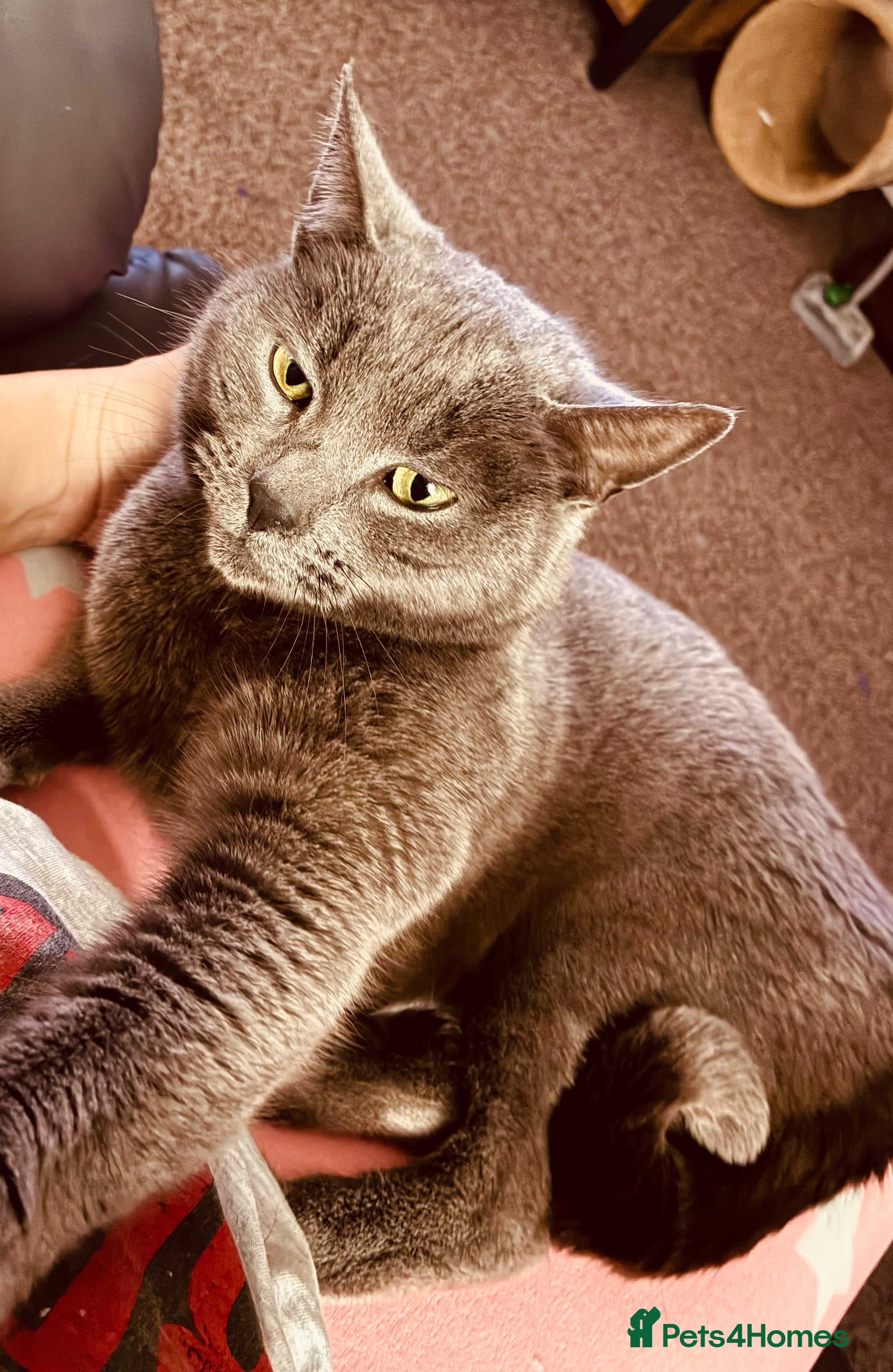 British Shorthair cats 2 cats siblings  - Advert 1