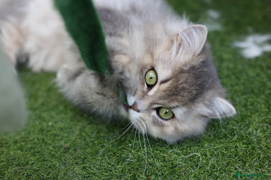 British Longhair cats for sale: VET BRED HEALTH TESTED GCCF KITTENS NOW + WAITLIST - Advert 40