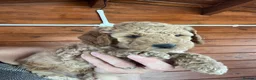 Cockapoo dogs for sale: Stunning Cockapoo Puppies - Advert 21
