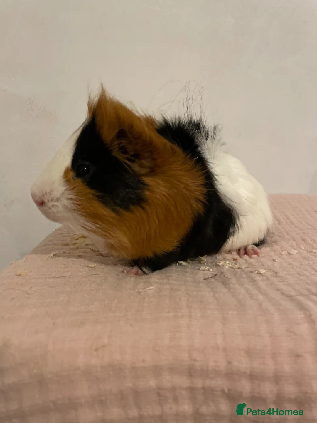 Guinea Pig rodents for sale: 2 male guinea pigs - Advert 8