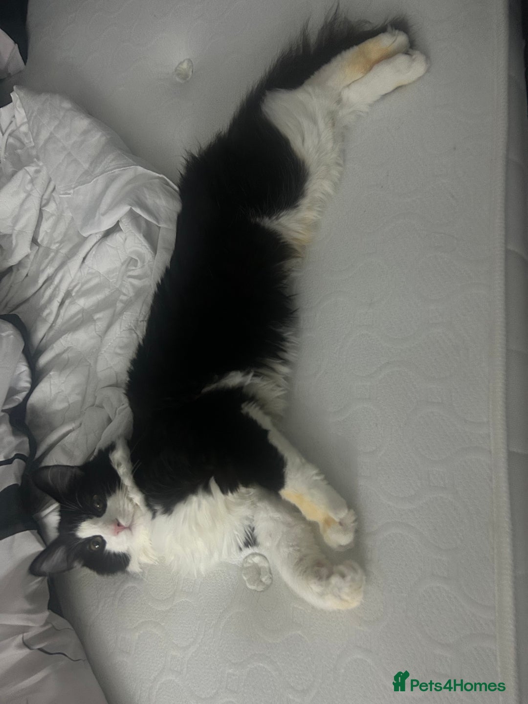 Maine Coon cats for sale: Half maine coone half British longhair - Advert 3