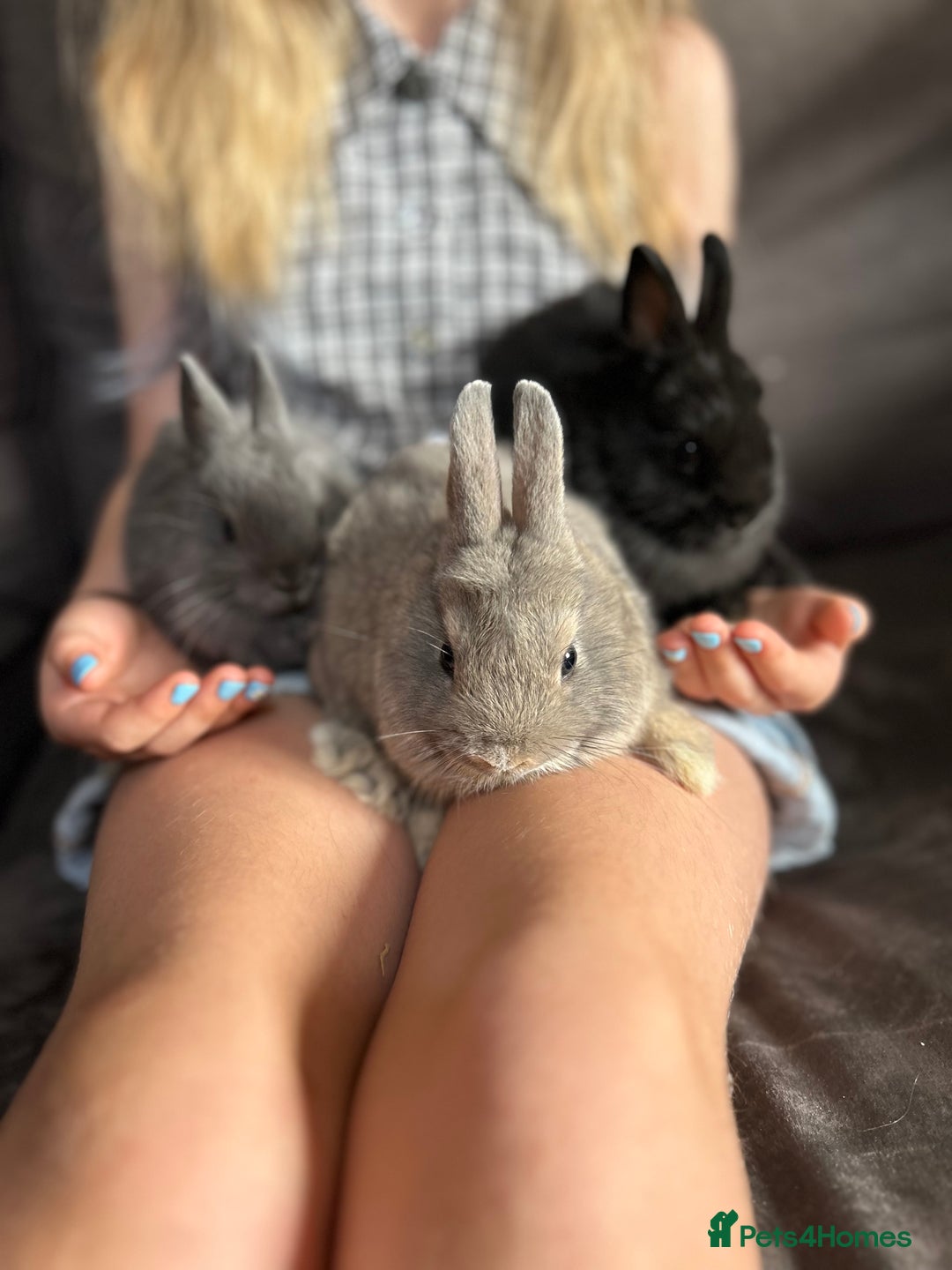 Netherland Dwarf rabbits for sale: Vaccinated Netherland Dwarf Rabbits - Image 11