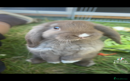 Dwarf Lop rabbits for sale: Beautiful Holland lop bunny - Image 3