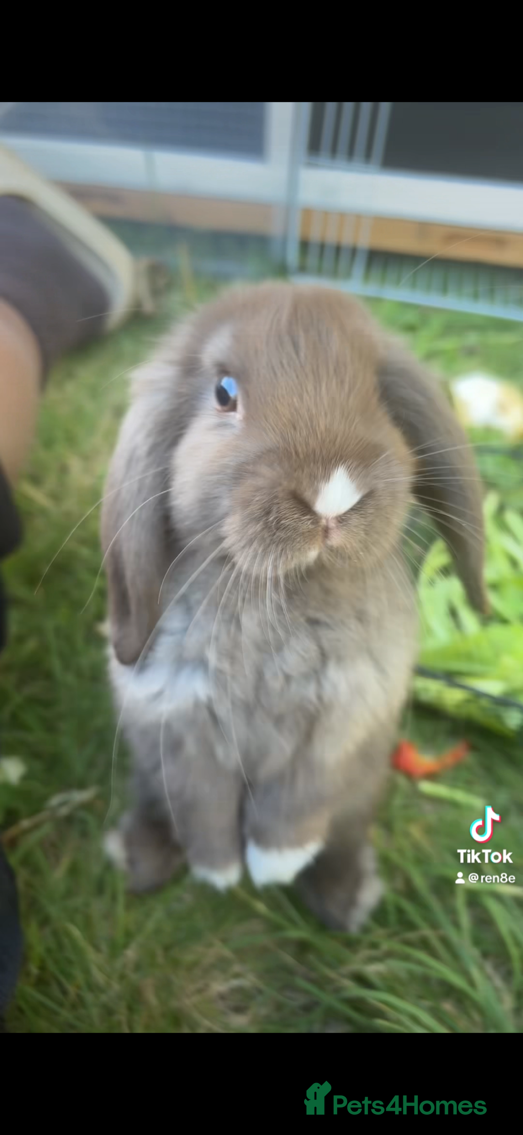 Dwarf Lop rabbits for sale: Beautiful Holland lop bunny - Image 3