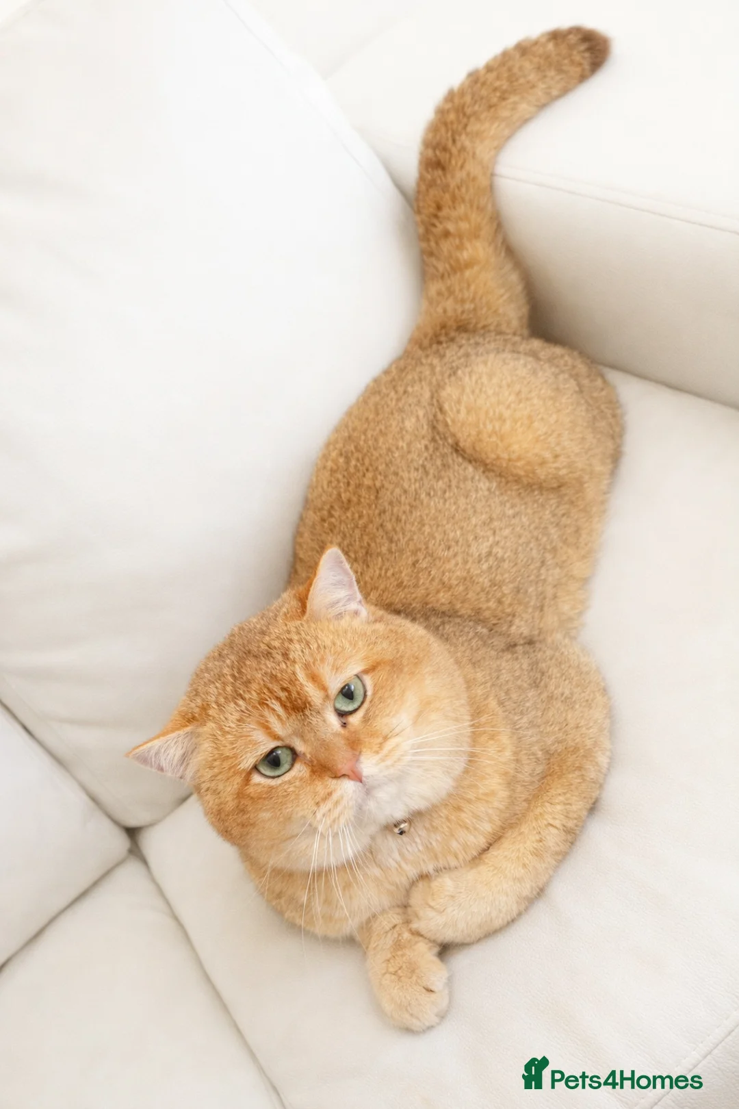 British Shorthair cats for stud: British cat - Advert 4