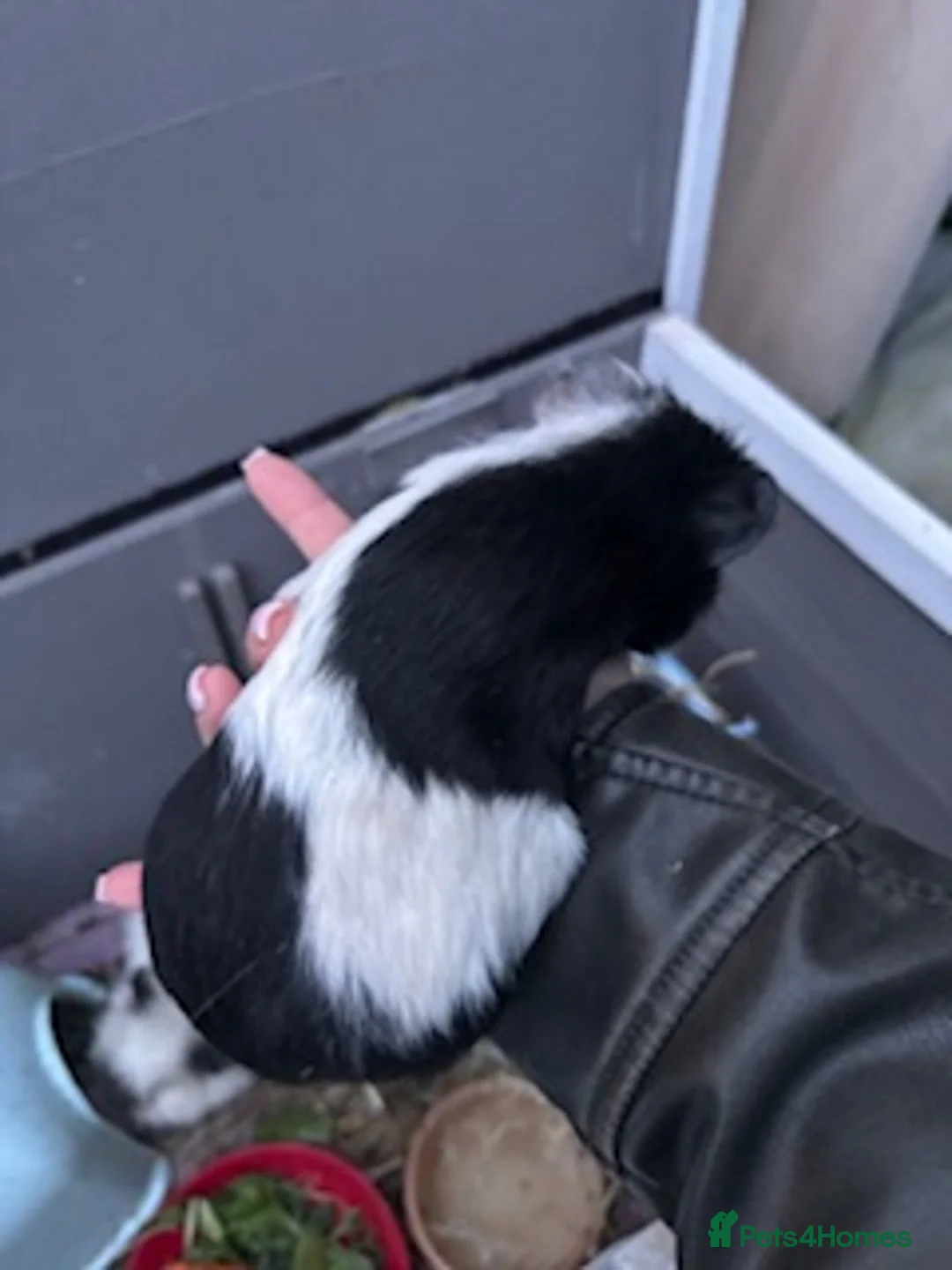 Guinea Pig rodents for sale: Male guinea pig  in Keighley - Advert 2