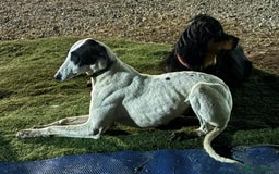 Lurcher dogs for sale: Lurcher pups  - Image 1