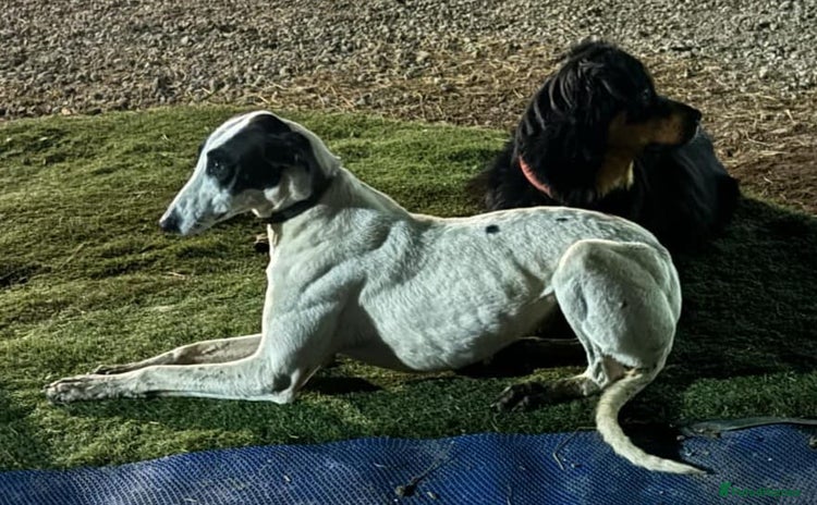 Lurcher dogs - Advert 1