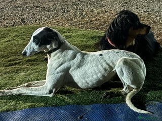 Lurcher dogs - Advert 5