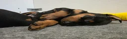 Dobermann dogs for sale: Dobermann puppies  - Advert 10