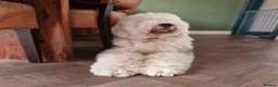Sheepadoodle dogs for sale: Ultimate Pedigree F1 Sheepadoodles  - Advert 3