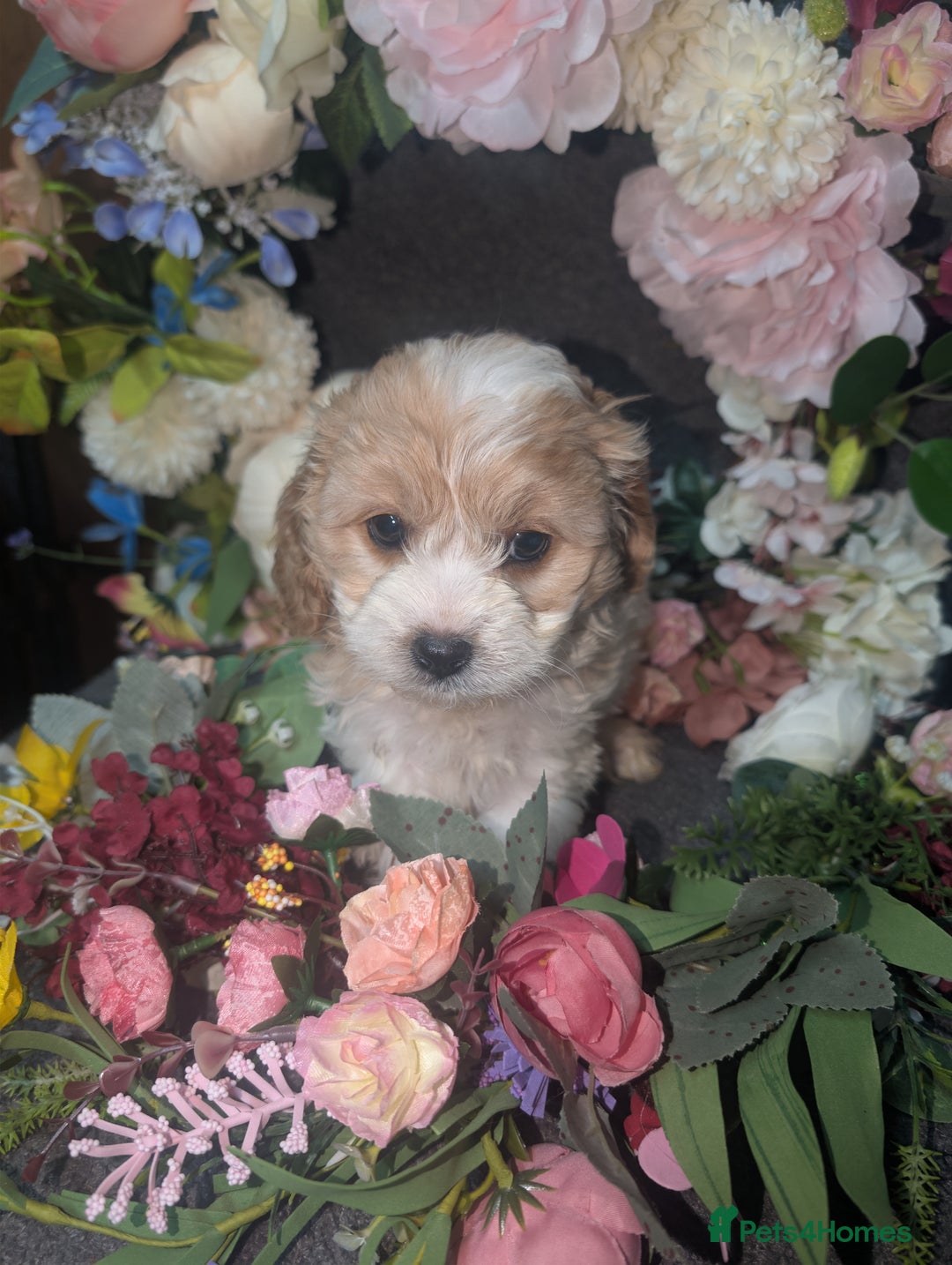 Cavapoo dogs for sale: Cavapoo F1  - Advert 10