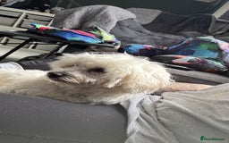 Mixed Breed dogs for sale: Lovely Maltichon Boy looking for a loving home  - Image 6