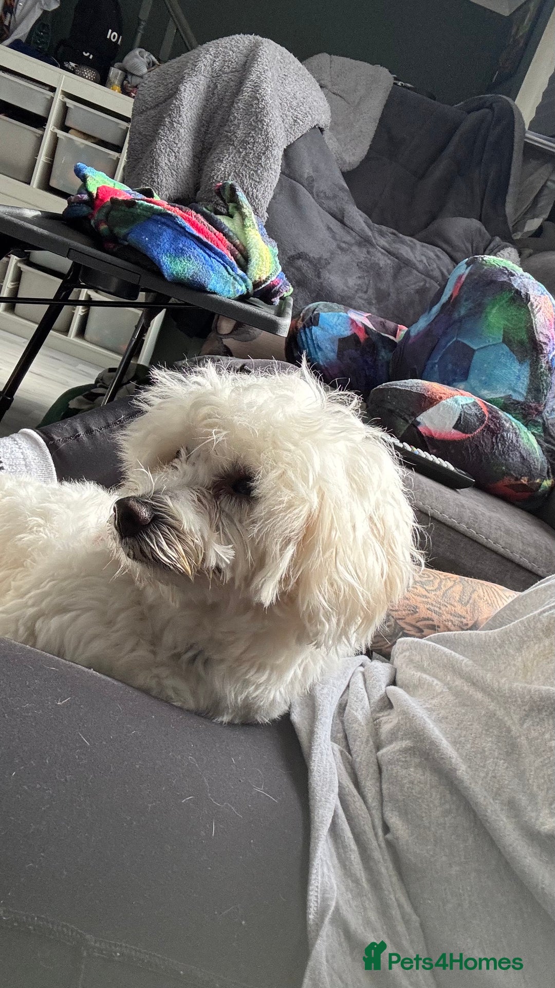 Mixed Breed dogs for sale: Lovely Maltichon Boy looking for a loving home  - Image 6