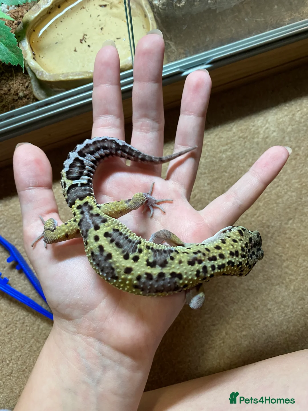 Leopard Gecko reptiles for sale: Male leopard gecko and vivarium in Waterlooville - Advert 3