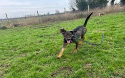 Mixed Breed dogs for adoption: Mr Bean - Norwich Norfolk  in Norwich - Image 8