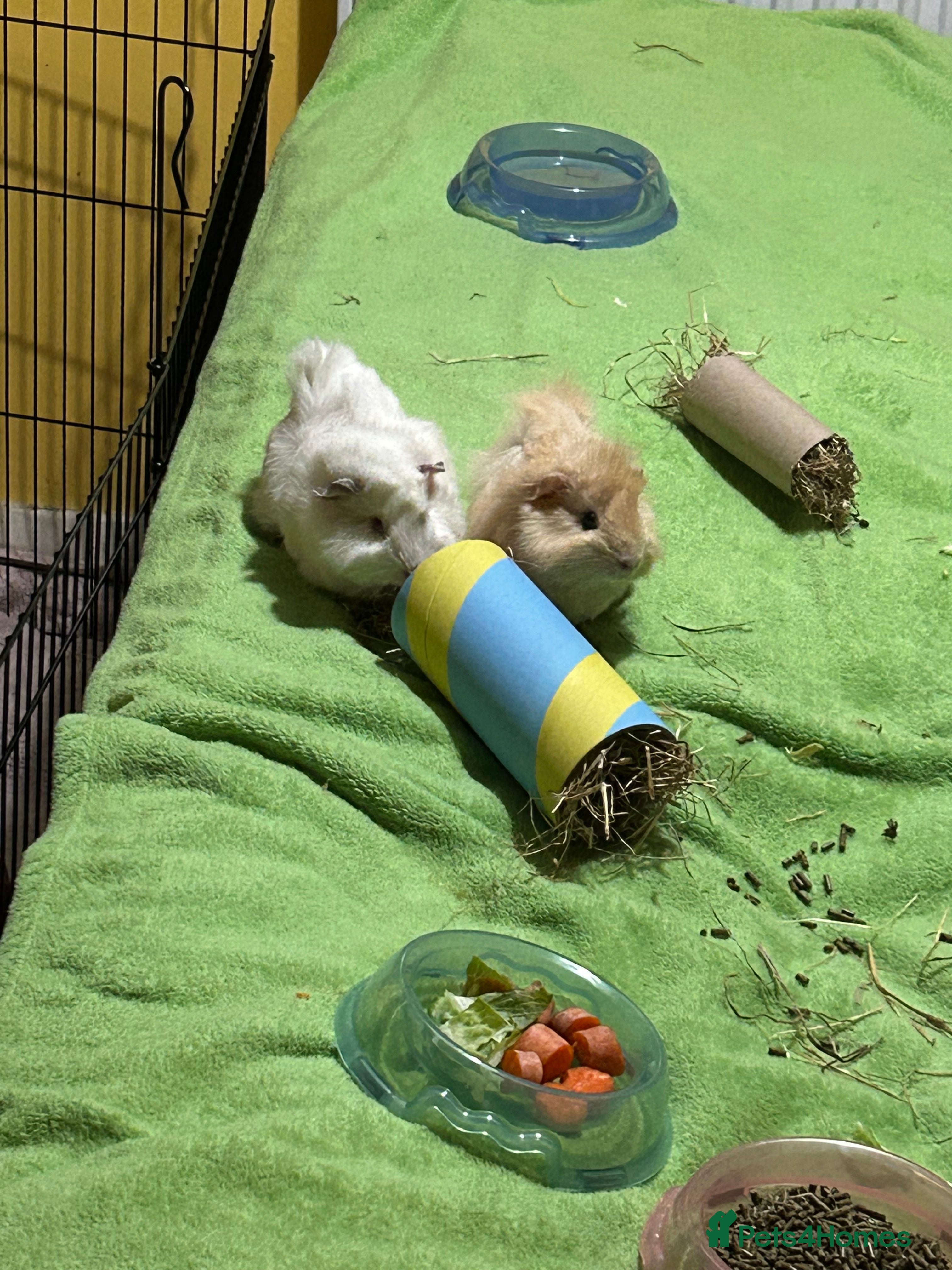 Guinea Pig rodents guinea pigs  in Paignton - Advert 2