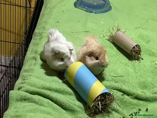 Guinea Pig rodents guinea pigs in Paignton - Advert 2