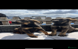 Mixed Breed dogs for sale: Beautiful German Shepard cross pups for sale  - Image 12