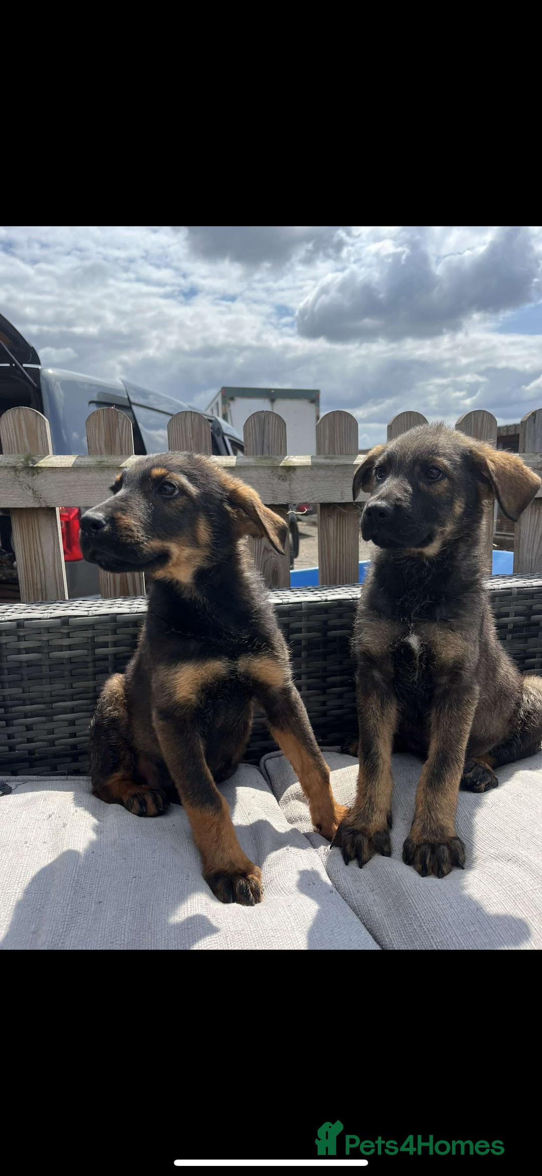 Mixed Breed dogs for sale: Beautiful German Shepard cross pups for sale  - Image 12