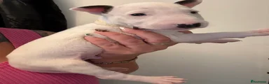 English Bull Terrier 3