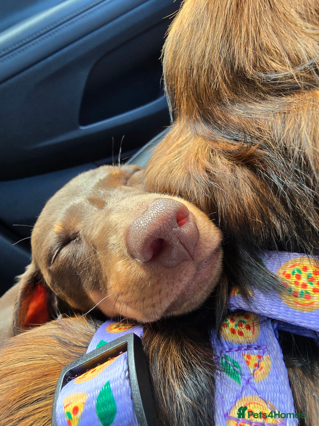 Miniature Dachshund dogs for sale: Galaxy Chocolate: Your Sweetest Adventure Awaits! - Image 6