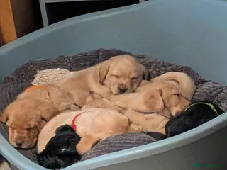 Labrador Retriever dogs KC Black,Yellow, Red Labrador FTCH in lineage - Advert 9