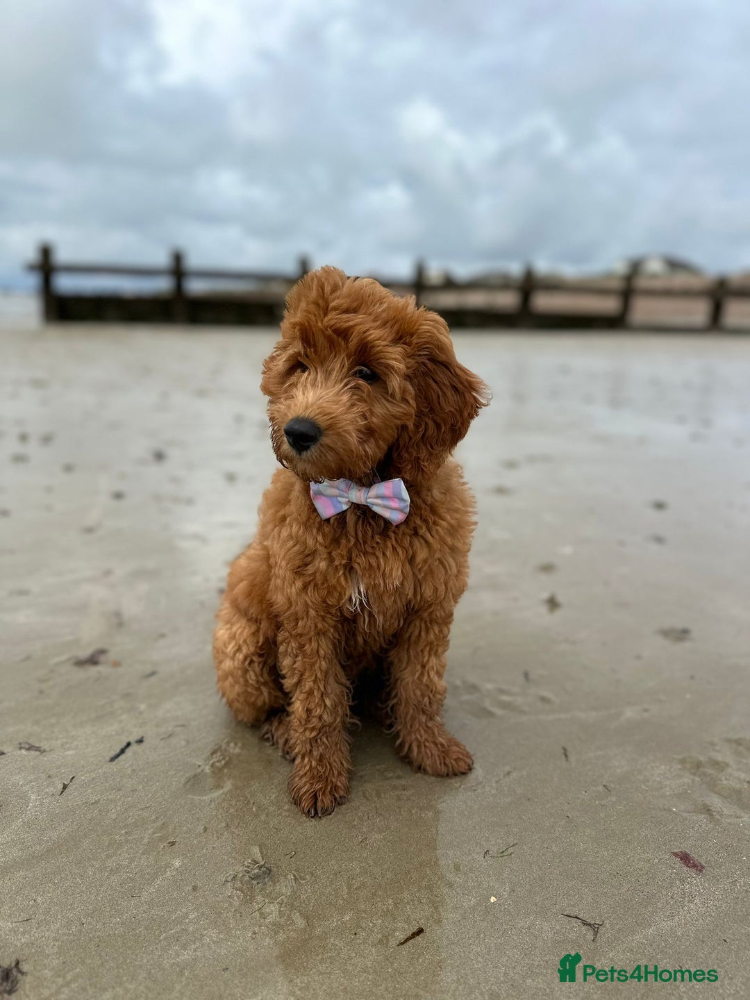 Goldendoodle dogs for sale: F1 RED GOLDENDOODLE 1 FEMALE LEFT - Image 9