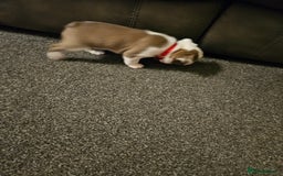 Mixed Breed dogs for sale: Frenchton Pups - Image 23