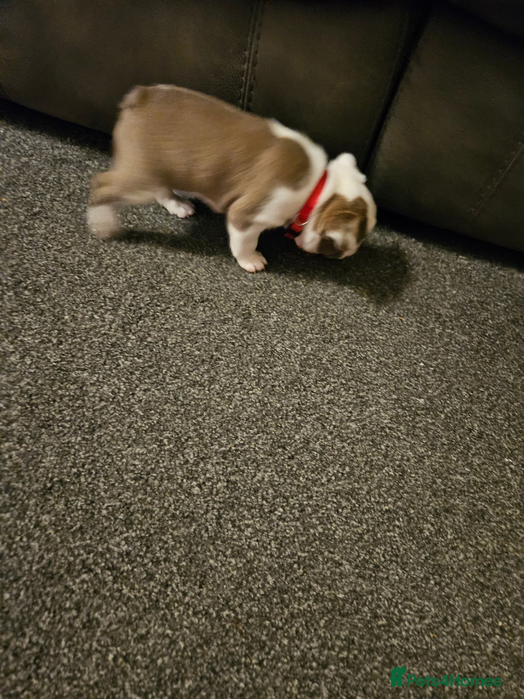 Mixed Breed dogs for sale: Frenchton Pups - Image 23