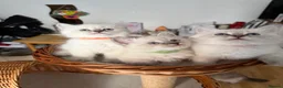 Siberian cats for sale: Hypoallergenic Siberian Neva Masquerade kittens - Advert 3