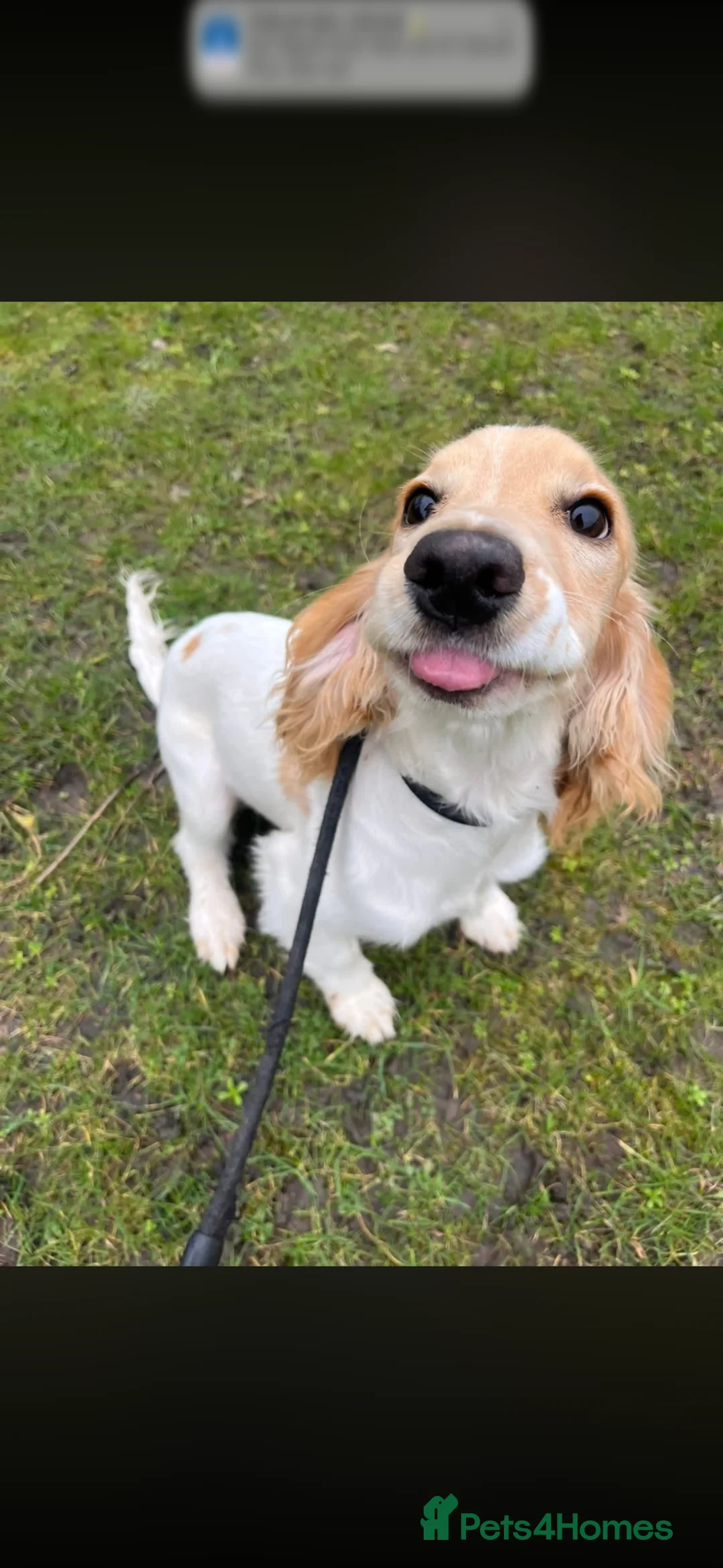 Cocker Spaniel dogs for sale: Bobbie  in Leyland - Advert 7