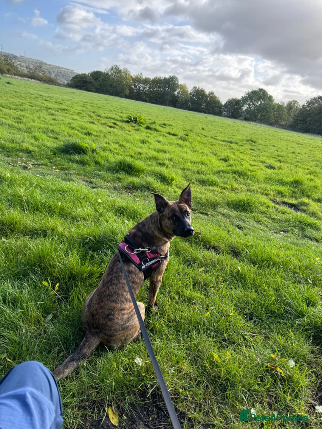 Mixed Breed dogs for sale: Roxie Belgian Malinois cross  - Advert 6